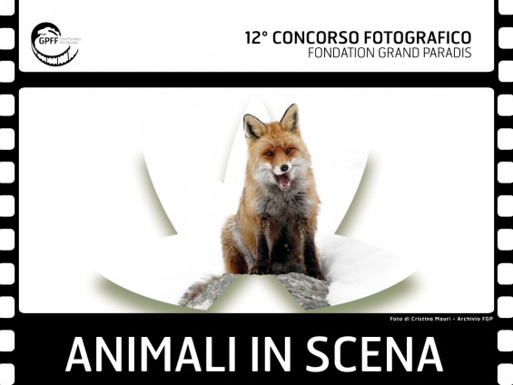 Concorso-fotografico-Animali-in-scena-1024x768.jpg