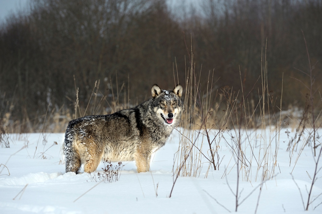 Radioaktive Wolfe - Foto Archivio FGP