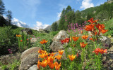 Giardino Botanico Alpino Paradisia di Valnontey Cogne