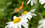 Dettaglio dal giardino botanico alpino Paradisia