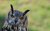 Lo sguardo parla nel silenzio - Foto di Tiziana Dalla Zanna - Archivio FGP