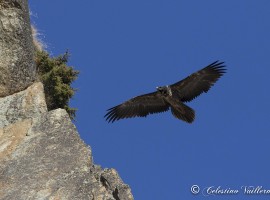 Il gipeto nella Valle di Cogne - foto di Celestino Vuillermoz