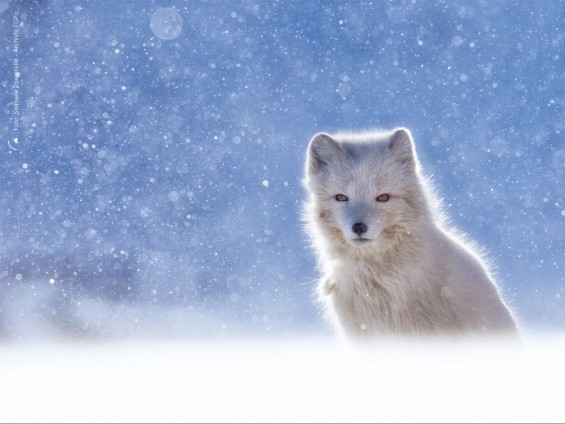 Volpe artica nella tormenta di neve