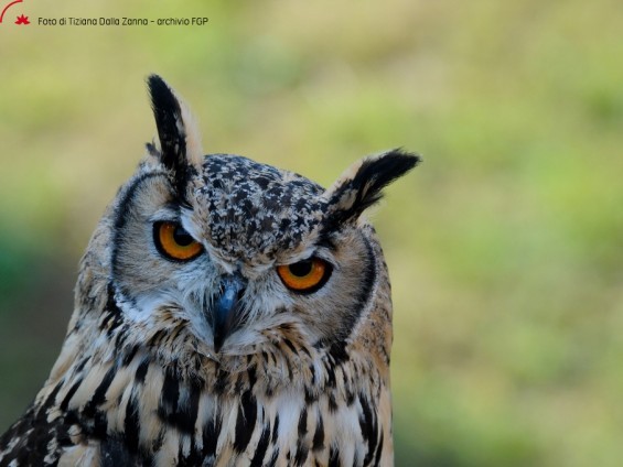 Lo sguardo parla nel silenzio - Foto di Tiziana Dalla Zanna - Archivio FGP