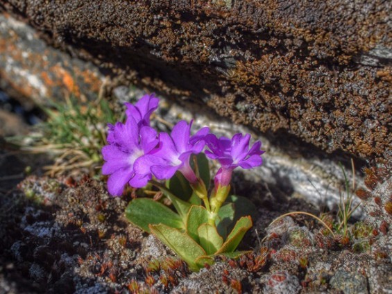 Primavera a Levionaz - Foto di Annie Glarey - Archivio FGP