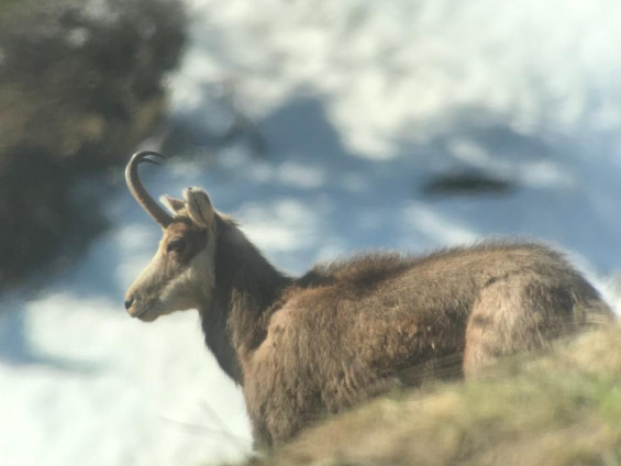 Camoscio nel Parco Nazionale Gran Paradiso camoscio storiedelcarré carré animali wildlife valle d'aosta parco nazionale gran paradiso