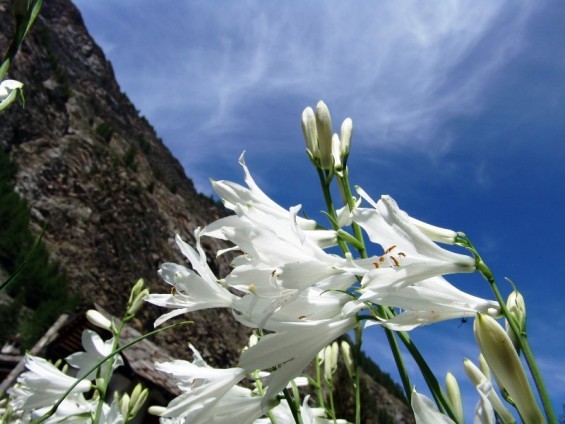 Paradisea liliastrum - simbolo di Paradisia - Foto archivio Fondation Grand Paradis