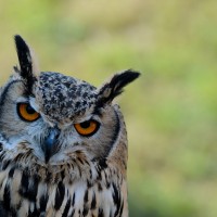 Terzo premio - Lo sguardo... parla nel silenzio - Foto di Tiziana Dalla Zanna - Archivio FGP