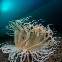 Dancing in the Sea - Francesco Pacienza