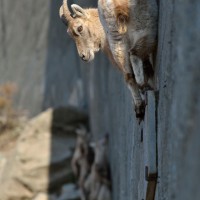 Equilibrio precario di Luca Giordano - Foto Archivio FGP