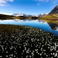 Eriofori al lago Leità - Foto di Luca Fassio - Archivio FGP