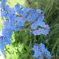 Durante il cammino si ammira la ricchezza floristica di Valsavarenche, valle al 100% natura protetta