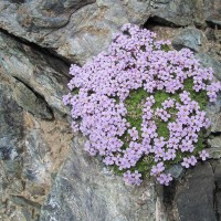 Un ambiente inospitale dove inaspettatamente cresce il "pan di marmotte"!