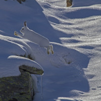 “L’attimo fuggente” di Dante Alpe, selezionata