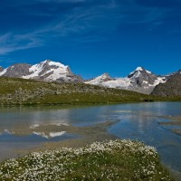 Grand Paradis dans le lac de Plan Borgnoz - Foto Davide Glarey - Archivio FGP