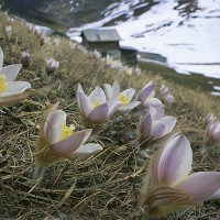 Inverno alle spalle - Foto di Vittoria Lucchini - Archivio FGP