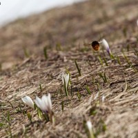 Menzione speciale - Volo di primavera - Foto di Marina Bari - Archivio FGP