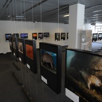 Natura Arte - Archivio FGP