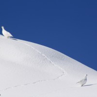 Palle di neve bianche più per poco - Foto di Stefano Ferraris - Archivio FGP