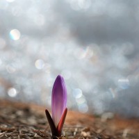 Secondo premio - Crocus - Foto di Susanne Nitze - Archivio FGP