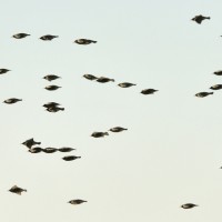 Starlings di Vittorio Ricci - Foto Archivio FGP