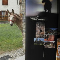Viaggio Animali - Archivio FGP