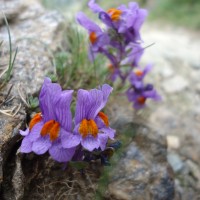 Giroparchi Nature Trail 2016