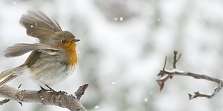 Foto di Stefano Graziano